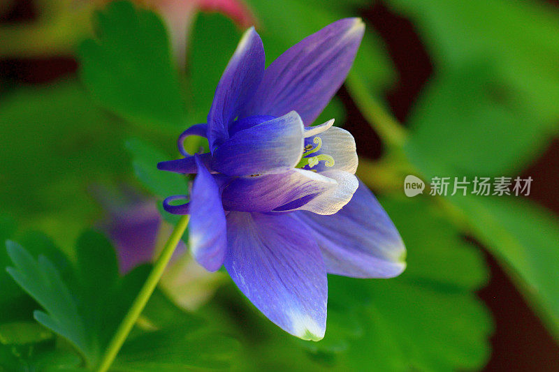 水仙花/耧斗菜花